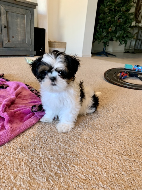 Gorgeous Shih Tzu Puppies